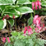 Dicentra eximia Candy Hearts